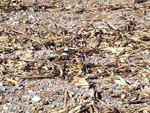 Ground Covering